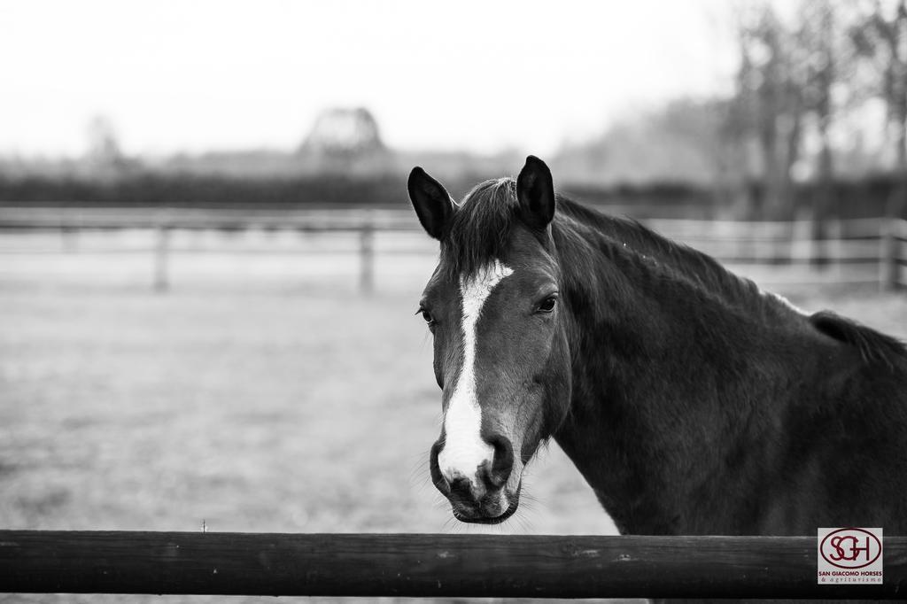 San Giacomo Horses & Agriturismo Arluno Exterior photo